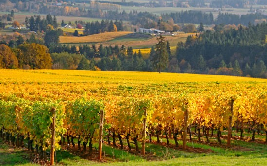 Vigne à raisin jaune doré sans pépin