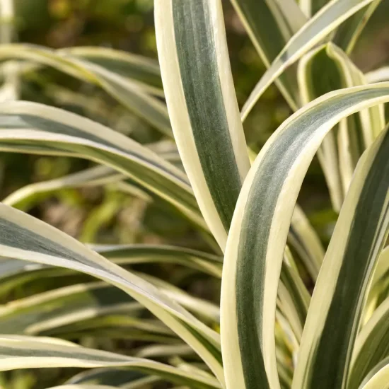 Tulbaghie 'Variegata' (Tulbaghia violacea) — gros plan sur feuilles rubanées panachées · Photo d'illustration