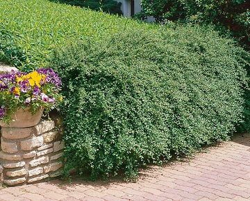 Cotonéaster 'Skogholm'