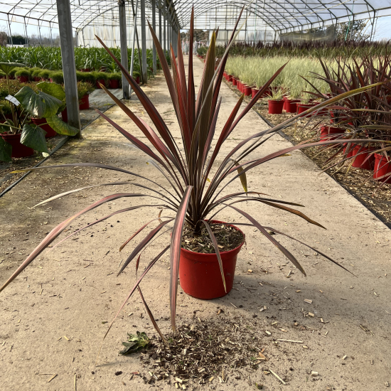 Cordyline 'Coral'