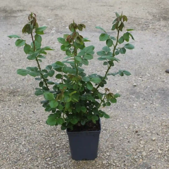 Rosier 'Ketchup mustard '