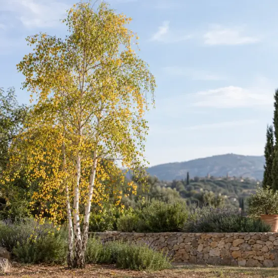 Bouleau verruqueux (Betula alba) — arbre au feuillage léger dans un jardin méditerranéen