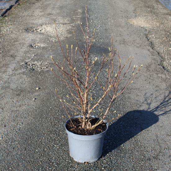 Magnolia 'Leonard messel'