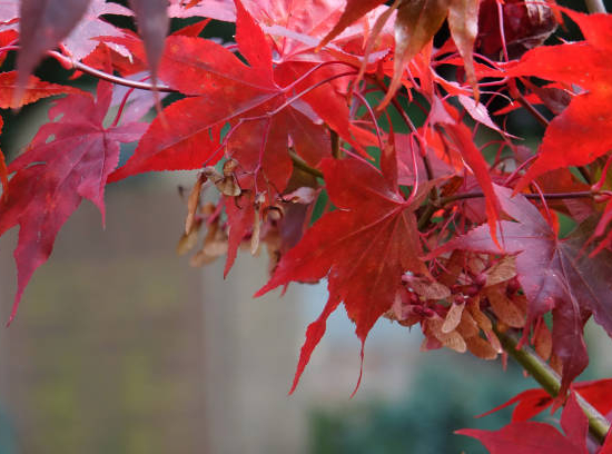 Érable rouge 'Autumn blaze'