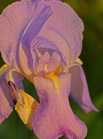 Iris d'allemagne 'Ask alma rose'