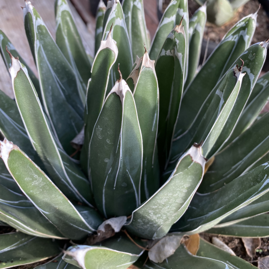 Agave  victoria reginae