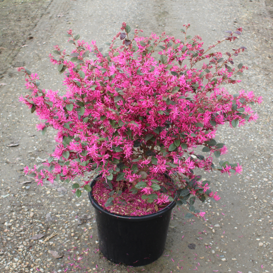 Loropétale de Chine  'Fire Dance'