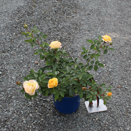 Rosier 'Soleya  jaune '