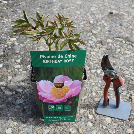 Pivoine 'Birthday rose'
