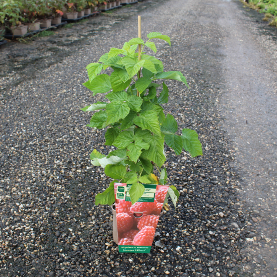 Framboisier 'Belle de malicorne'