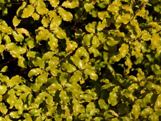 Pittospore 'Abbotsbury gold'