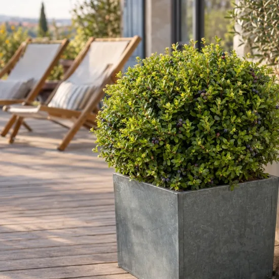 Chèvrefeuille nain 'Garden clouds green breeze' (Lonicera nitida) — arbuste dense en pot sur terrasse en bois · Photo d'illustration