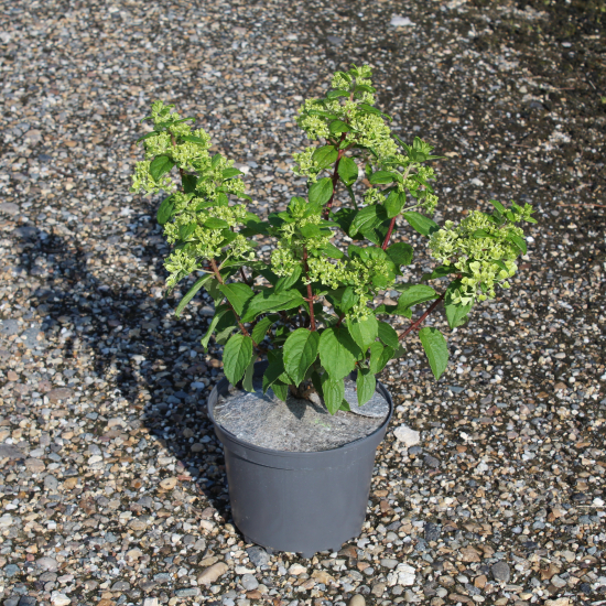 Hortensia paniculé 'Mont blanc'