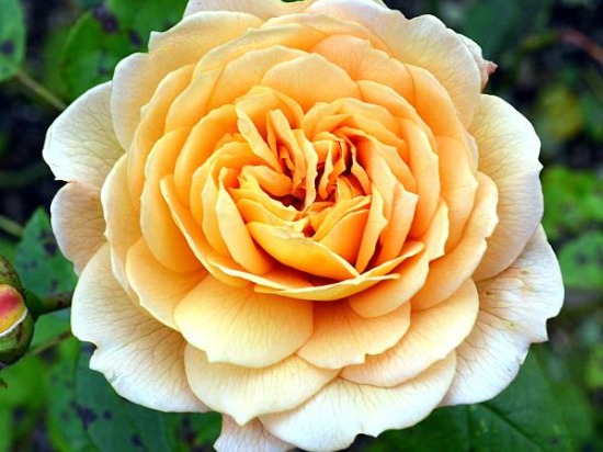 Rosier 'Amber voluptia '