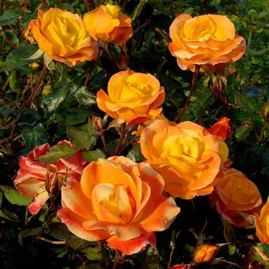 Rosier 'Soleil du monde '