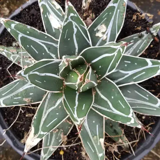 Agave 'Bustamante' (Agave victoria) — rosette de succulente graphique en pot noir · Pot 2.5L