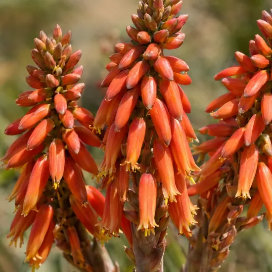 Aloès spirale du lesotho (Aloe polyphylla) — grappes serrées de fleurs tubulaires orangées · Photo d'illustration