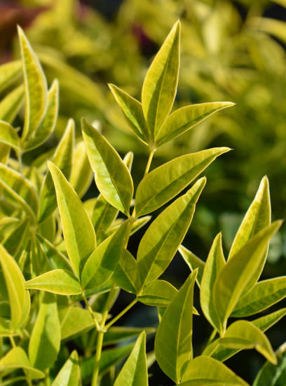 Bambou sacré 'Lemon and lime'