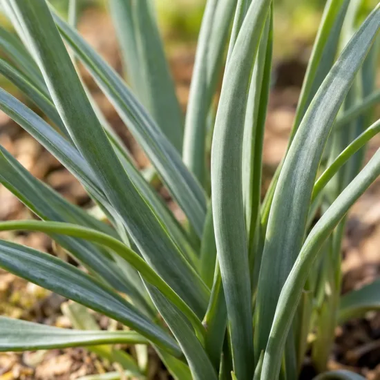 Ail violet d’afrique du sud 'Lila' (Tulbaghia violacea) — gros plan sur longues feuilles vert bleuté · Photo d'illustration