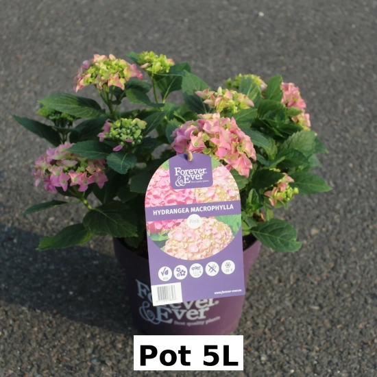 Hortensia 'Forever and ever rose'
