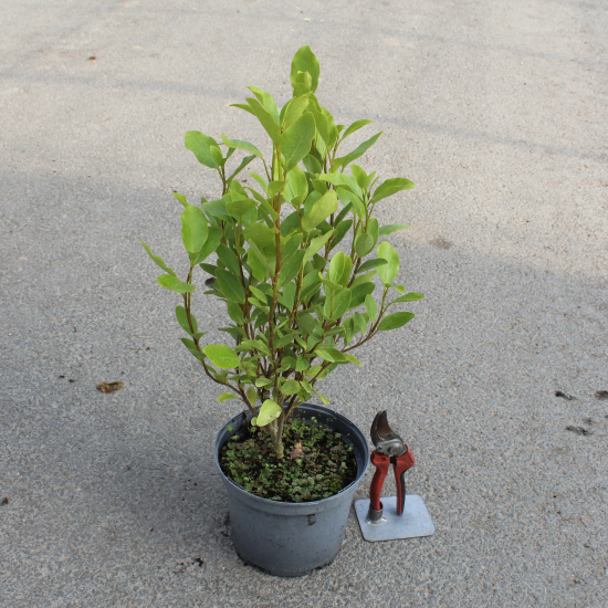 Griselinie du littoral