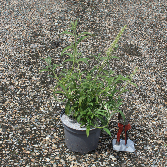 Arbre aux papillons 'white profusion'