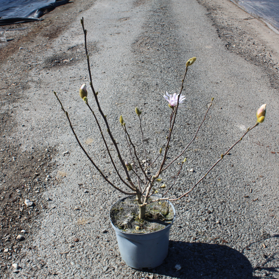 Magnolia étoilé