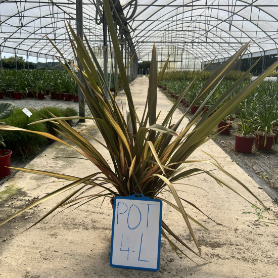 Phormium 'Pink flamingo'