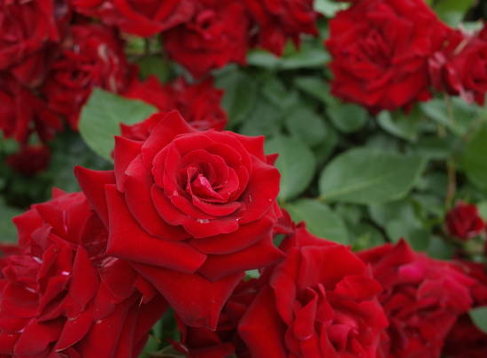 Rosier 'Scarlet meillandecor '