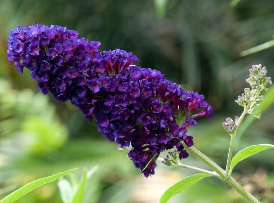 Arbre aux papillons Black Knight