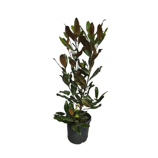 Magnolia 'Little gem' (Magnolia grandiflora) — jeune arbuste dressé au feuillage vert brillant · Pot 15L