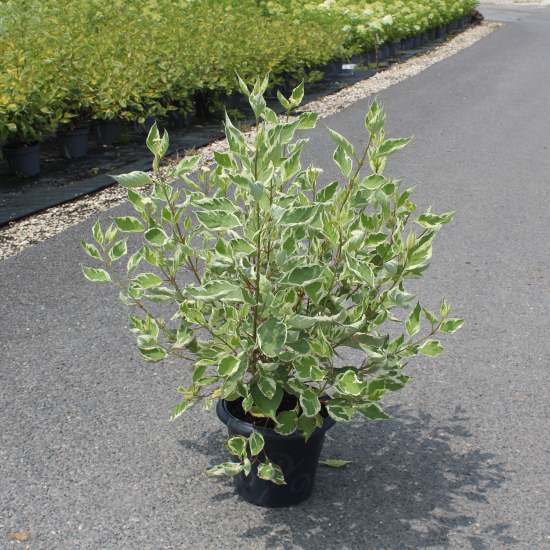 Cornouiller blanc 'Elegantissima'