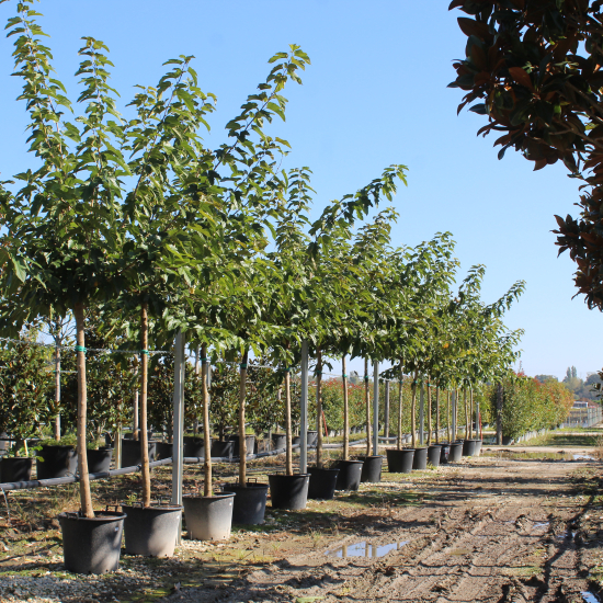 Mûrier platane sans fruit