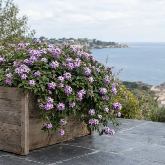 Lantanier 'Lilas' (Lantana sellowiana) — massif fleuri retombant dans grande jardinière en bois · Photo d'illustration