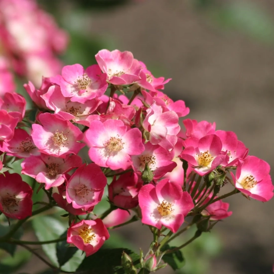 Rosier 'Bicolore vissegam'