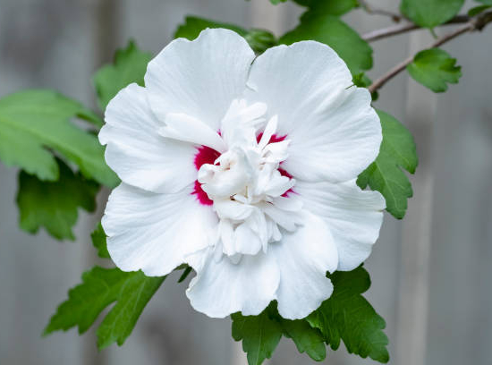Althéa 'Red heart blanc'