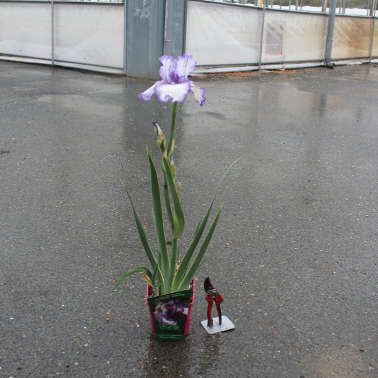 Iris d'allemagne 'Autumn circus bleu'