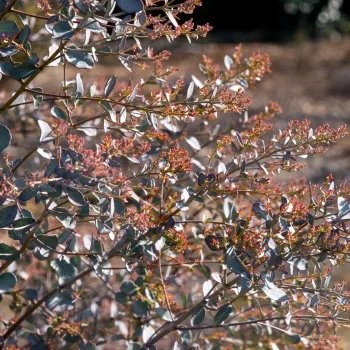 Petit eucalyptus 'Mina'