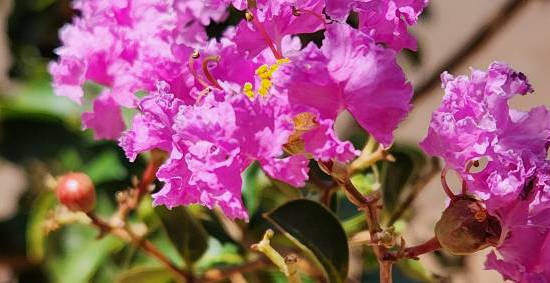 Lilas des indes 'Petite pink'