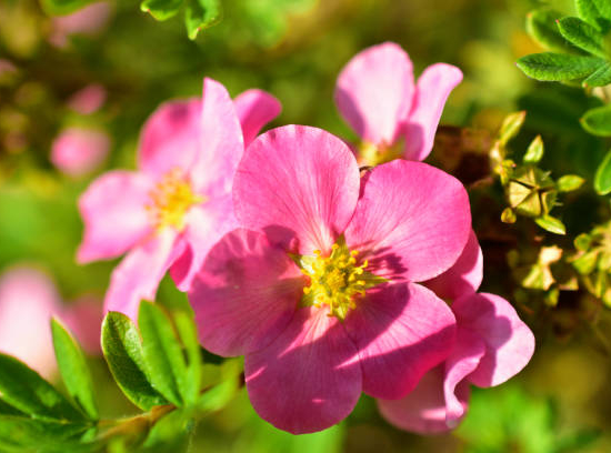 Potentille 'Pink paradise'