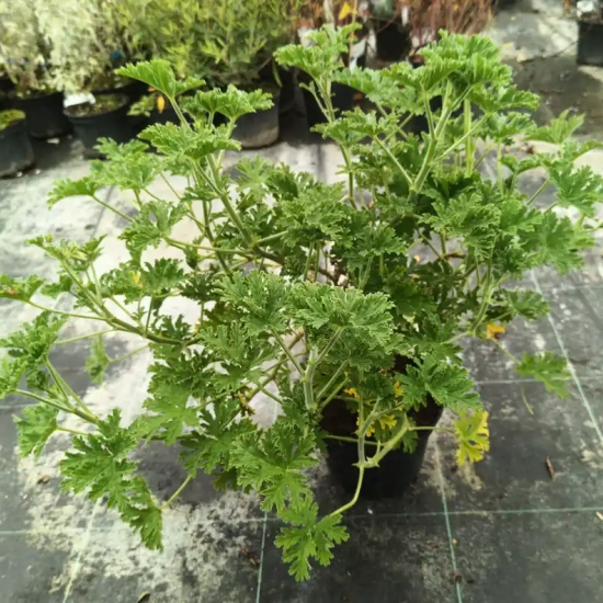 Geranium odorant ' '