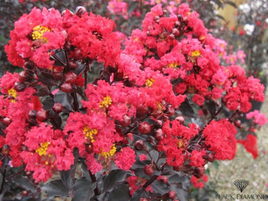Lilas des indes 'Best red'