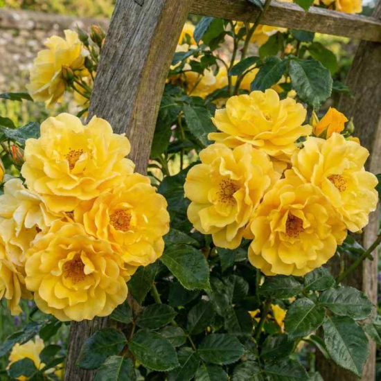 Rosier 'Golden gate '