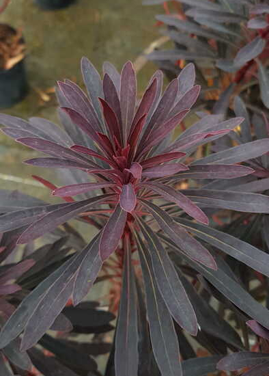 Euphorbe 'Miners merlot'