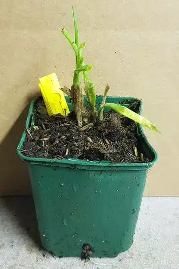 Ail à tête ronde ' '