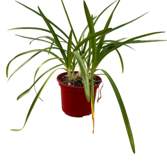 Agapanthe Africaine 'Bleu'