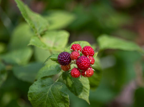Framboisier 'Belle aromatica'
