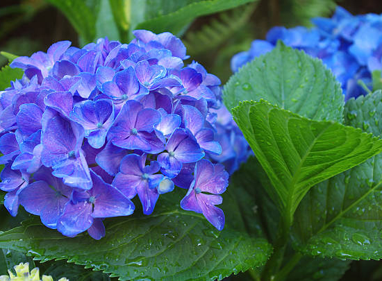 Hortensia 'Dolce gipsy bleu'