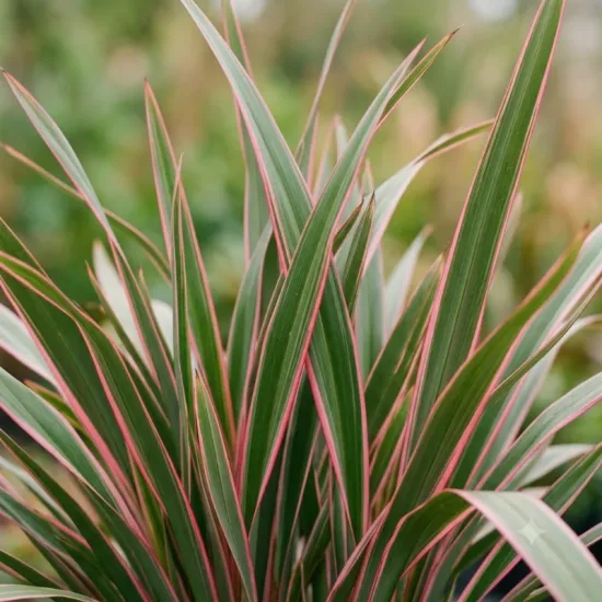 Lin de nouvelle-zélande 'Emerald pink'