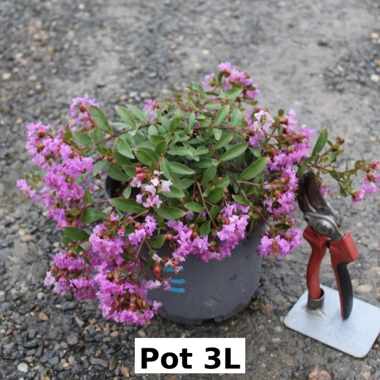 Lilas des indes 'Mimie rose'